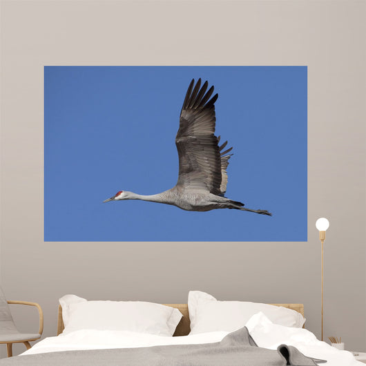 Sandhill Crane In Flight Over The Matanuska-Susitna Valley Near Palmer Wall Mural