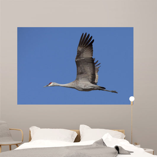 Sandhill Crane In Flight Over The Matanuska-Susitna Valley Near Palmer Wall Mural