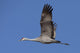 Sandhill Crane In Flight Over The Matanuska-Susitna Valley Near Palmer Wall Mural