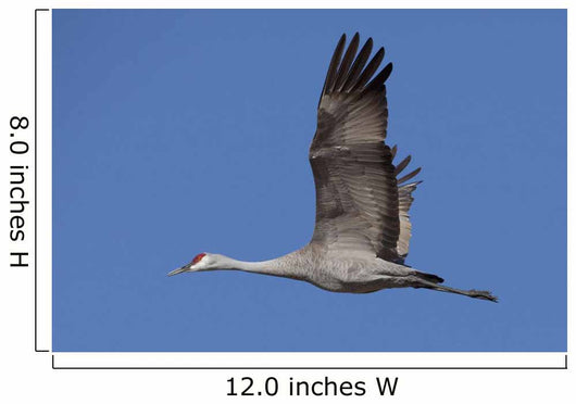 Sandhill Crane In Flight Over The Matanuska-Susitna Valley Near Palmer Wall Mural