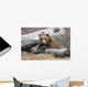 An Adult Brown Bear Rests On A Log Wall Mural