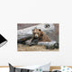 An Adult Brown Bear Rests On A Log Wall Mural