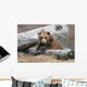 An Adult Brown Bear Rests On A Log Wall Mural