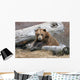 An Adult Brown Bear Rests On A Log Wall Mural
