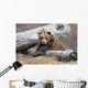 An Adult Brown Bear Rests On A Log Wall Mural