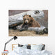 An Adult Brown Bear Rests On A Log Wall Mural