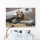 An Adult Brown Bear Rests On A Log Wall Mural