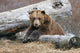 An Adult Brown Bear Rests On A Log Wall Mural