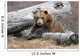 An Adult Brown Bear Rests On A Log Wall Mural