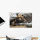 An Adult Brown Bear Rests On A Log Wall Mural