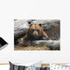 An Adult Brown Bear Rests On A Log Wall Mural