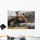 An Adult Brown Bear Rests On A Log Wall Mural