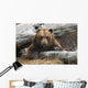 An Adult Brown Bear Rests On A Log Wall Mural