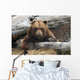 An Adult Brown Bear Rests On A Log Wall Mural