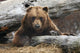 An Adult Brown Bear Rests On A Log Wall Mural