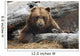 An Adult Brown Bear Rests On A Log Wall Mural