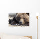 Close Up Portait Of A Sleepy Adult Brown Bear Wall Mural