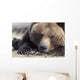 Close Up Portait Of A Sleepy Adult Brown Bear Wall Mural