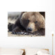 Close Up Portait Of A Sleepy Adult Brown Bear Wall Mural
