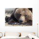 Close Up Portait Of A Sleepy Adult Brown Bear Wall Mural