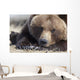 Close Up Portait Of A Sleepy Adult Brown Bear Wall Mural