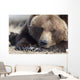 Close Up Portait Of A Sleepy Adult Brown Bear Wall Mural