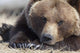 Close Up Portait Of A Sleepy Adult Brown Bear Wall Mural
