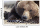 Close Up Portait Of A Sleepy Adult Brown Bear Wall Mural
