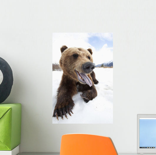 Humorous Wide-Angle Close Up Of An Open-Mouthed Adult Brown Bear Sow Wall Mural