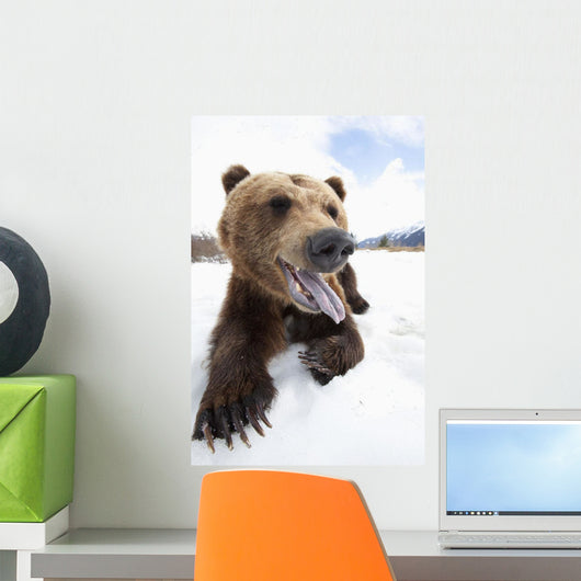 Humorous Wide-Angle Close Up Of An Open-Mouthed Adult Brown Bear Sow Wall Mural