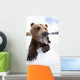 Humorous Wide-Angle Close Up Of An Open-Mouthed Adult Brown Bear Sow Wall Mural