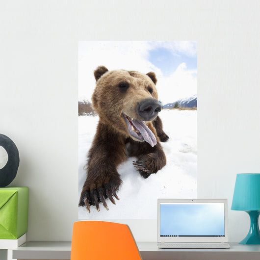 Humorous Wide-Angle Close Up Of An Open-Mouthed Adult Brown Bear Sow Wall Mural
