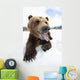 Humorous Wide-Angle Close Up Of An Open-Mouthed Adult Brown Bear Sow Wall Mural