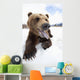 Humorous Wide-Angle Close Up Of An Open-Mouthed Adult Brown Bear Sow Wall Mural