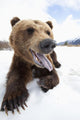Humorous Wide-Angle Close Up Of An Open-Mouthed Adult Brown Bear Sow Wall Mural
