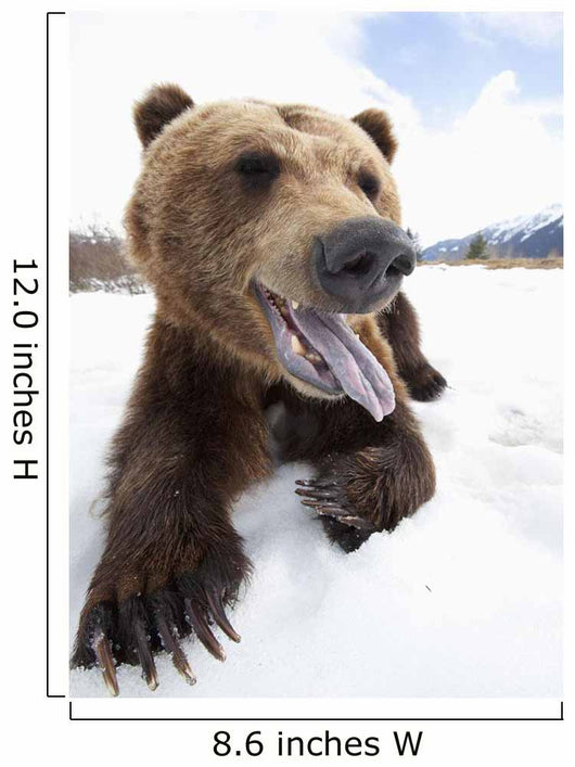 Humorous Wide-Angle Close Up Of An Open-Mouthed Adult Brown Bear Sow Wall Mural