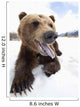 Humorous Wide-Angle Close Up Of An Open-Mouthed Adult Brown Bear Sow Wall Mural