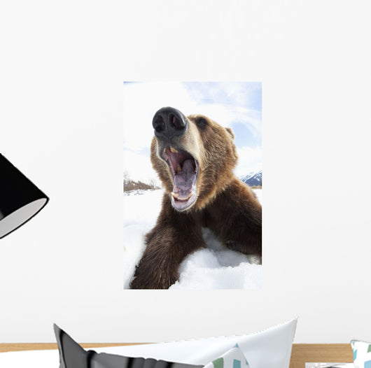 Humorous Wide-Angle Close Up Of An Open-Mouthed Adult Brown Bear Sow Wall Mural