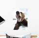 Humorous Wide-Angle Close Up Of An Open-Mouthed Adult Brown Bear Sow Wall Mural
