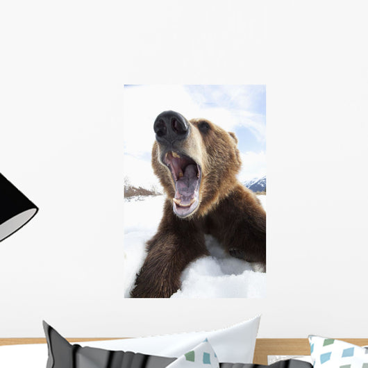 Humorous Wide-Angle Close Up Of An Open-Mouthed Adult Brown Bear Sow Wall Mural