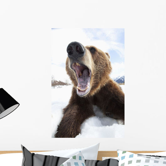 Humorous Wide-Angle Close Up Of An Open-Mouthed Adult Brown Bear Sow Wall Mural
