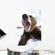 Humorous Wide-Angle Close Up Of An Open-Mouthed Adult Brown Bear Sow Wall Mural