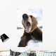 Humorous Wide-Angle Close Up Of An Open-Mouthed Adult Brown Bear Sow Wall Mural