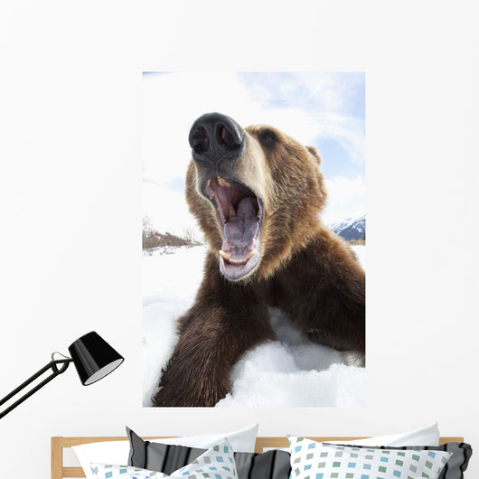Humorous Wide-Angle Close Up Of An Open-Mouthed Adult Brown Bear Sow Wall Mural