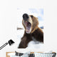 Humorous Wide-Angle Close Up Of An Open-Mouthed Adult Brown Bear Sow Wall Mural