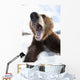 Humorous Wide-Angle Close Up Of An Open-Mouthed Adult Brown Bear Sow Wall Mural