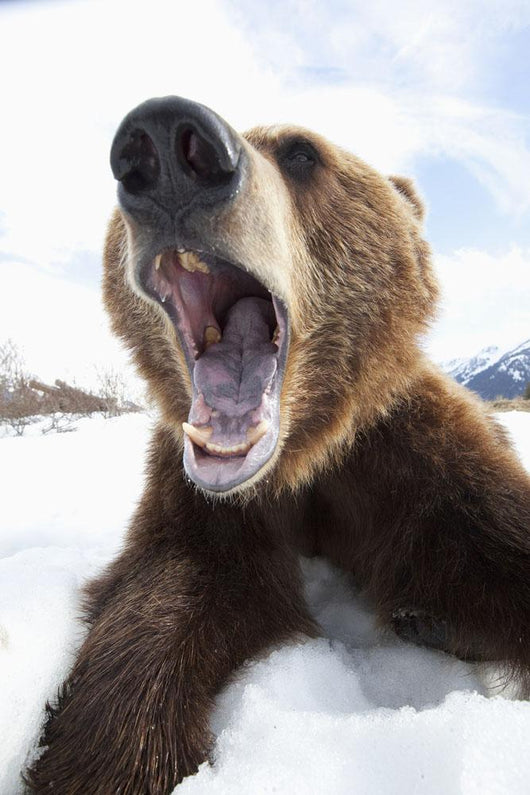 Humorous Wide-Angle Close Up Of An Open-Mouthed Adult Brown Bear Sow Wall Mural