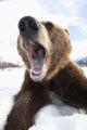 Humorous Wide-Angle Close Up Of An Open-Mouthed Adult Brown Bear Sow Wall Mural