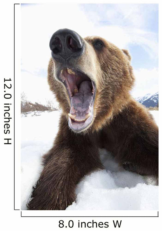 Humorous Wide-Angle Close Up Of An Open-Mouthed Adult Brown Bear Sow Wall Mural