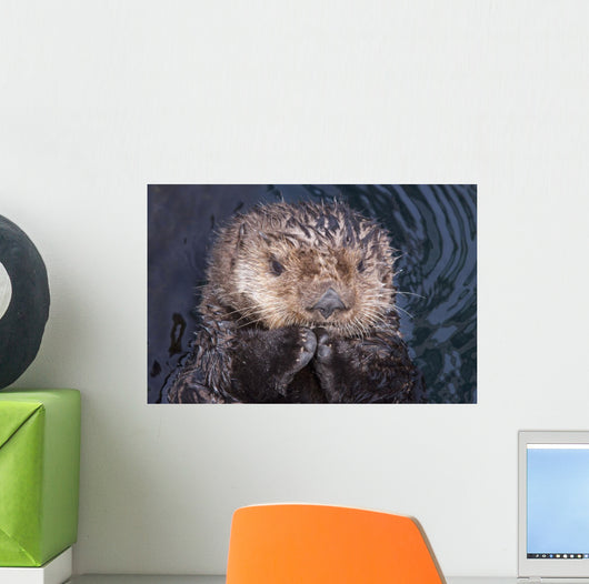 Close Up View Of A Sea Otter At The Alaska Sealife Center In Seward Wall Mural